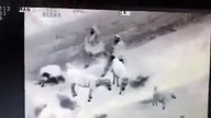 [18+] Muzułmanie w afganistanie przesiedli się z k&oacute;z na owce.