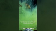 Dinozaury zostały upieczone na śmierć.  Nowe odkrycie naukowców na temat zagłady wielkich gadów