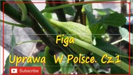 #230 Figi, figa .  Cz1- Uprawa w Polsce.  Tak to możliwe.  