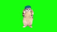 Kotek - Hej Hej Chuju
