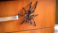 UCIECZKA KONTROLOWANA Poecilotheria metallica, fasciata  *biegają po ścianach*