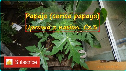 #264: Cz. 3- papaja z nasion, uprawa, wzrost, szklarnia, folia, zimowanie