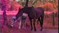 TVP2 - Arka Noego (09. 12. 2000)
