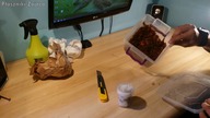Unpacking samca Brachypelma smithi