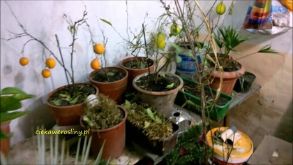 119.  Cz. 2 Zimowanie, juk,palm,cytrusów bananowców w piwnicy 23 01 2016