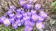 For You-Wiosna,Frühling,Spring