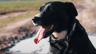 Frania & Sonia Funny Dogs