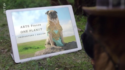 Jak pies został najlepszym przyjacielem człowieka