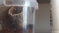 Psalmopoeus pulcher active in his/her enclosure (aforable L1 )