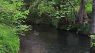 River in the forest 