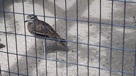 Eurasian Stone-Curlew (Kulon)