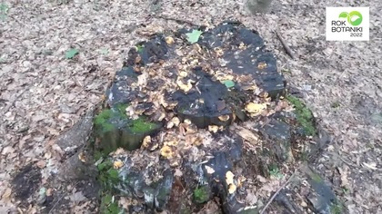 Niszczyca anyżkowa