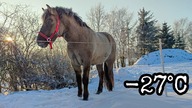 Bestia ze wschodu atakuje