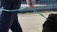 Pitbull - groźny?