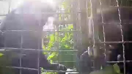 Małpa  Gereza czarno-biała #shorts #animals #zoo