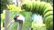 Ela, encyklopedia lata - Mimikra, liście, modrzew, czapla (1996)