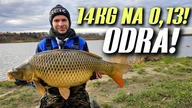 547 REKORD Z ODRY !!! MEGA RYBA NA PRZYPON 0,13 !!! A MIAŁY BYĆ TYLKO LESZCZE !!!
