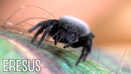 Zakupy z Ostravy! Eresus i parę innych nowości 