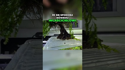 Czy to drzewko odmieni Twoje akwarium? 