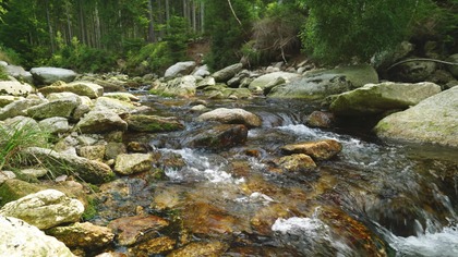 Forest Stream Over Rocks Natural Water for Focus