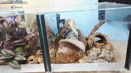Unpacking 2x Monocentropus balfouri !