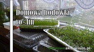 Domowa Hodowla Roslin Akwariowych