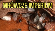 Nowa, największa, GIGANTYCZNA kolonia mrówek Camponotus