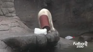 W Duńskim ZOO