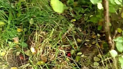 Słoneczny Jesienny Rubik! Ładnie acz błotniście w Koszalińskim Lesie! Q&A z Sarmatą! Spacer z psem!