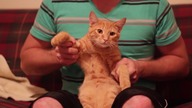 Dubstep Cat