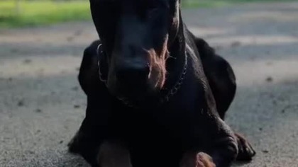 Jak zabójcze są te rasy psie!?