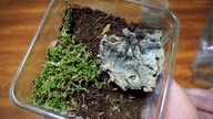 Sericopelma sp boquete wyliniała! Teraz jest GIGANTYCZNYM L2!