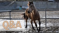 Odpowiedzi na Wasze pytania! || Stajenne Q&A