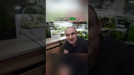 Niskie akwarium i bonsai  idealne połączenie!