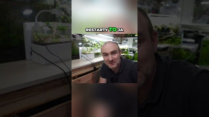 Niskie akwarium i bonsai  idealne połączenie! 