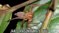 Znalazłem DZIKIEGO Poecilotheria  Dżungla nocą \ Sri Lanka SPECIAL #3