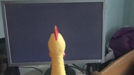 Shrilling Chicken vs  Windows XP