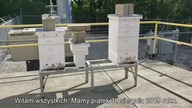 5G kills bees- electromagnetic radiation - napisy PL