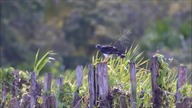 My favorite birds (moje ulubione ptaki)