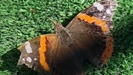 Piękny Motyl