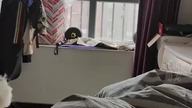 #funnycats #catsoftiktok #funnycats #cats