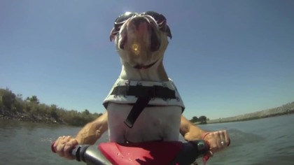 Born to be buldog