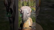 NIE PYKŁO POLOWANIE NA DINOZAURA...  XD #shorts