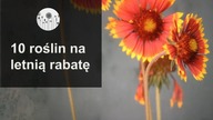 10 roślin kwitnących całe lato! Rabata kwitnąca przez wakacje.