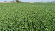 Stan plantacji na 20. 04. 2024 rzepak, pszenica, groch