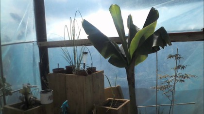 2 Musa acuminata Tina Time-lapse 6h