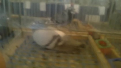 Okręgowa wystawa gołębi pocztowych PZHGP - Wałbrzych 2014 r.