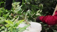 Zostałam farmerką longanów