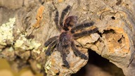 Aranżacja terrarium Ybyrapora diversipes OD PATRONÓW!!