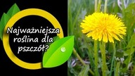Pierwsze koszenie: Nie koszę póki żółte nie przekwitnie!